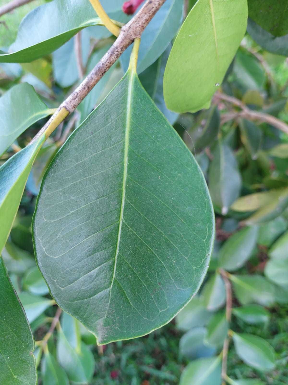 Araça Vermelho Mata Atlântica - Psidium cattleianum var. purpureum