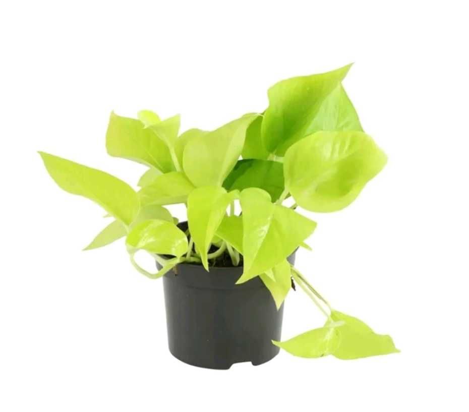 Эпипремнум золотистый golden pothos или эпипремнум 'neon'