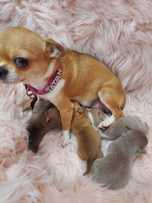 Chihuahua piękna płowa sunia