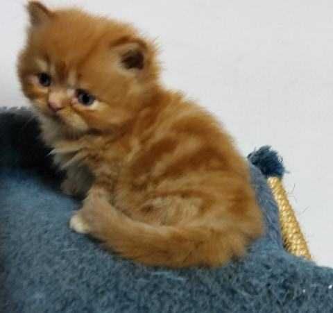 Gatinho macho muito meigo
