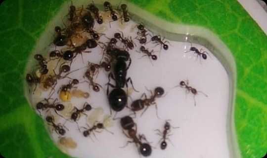 Вертикальная Муравьиная Ферма Дом Мессора КОМПЛЕКТ ДЛЯ НОВИЧКА