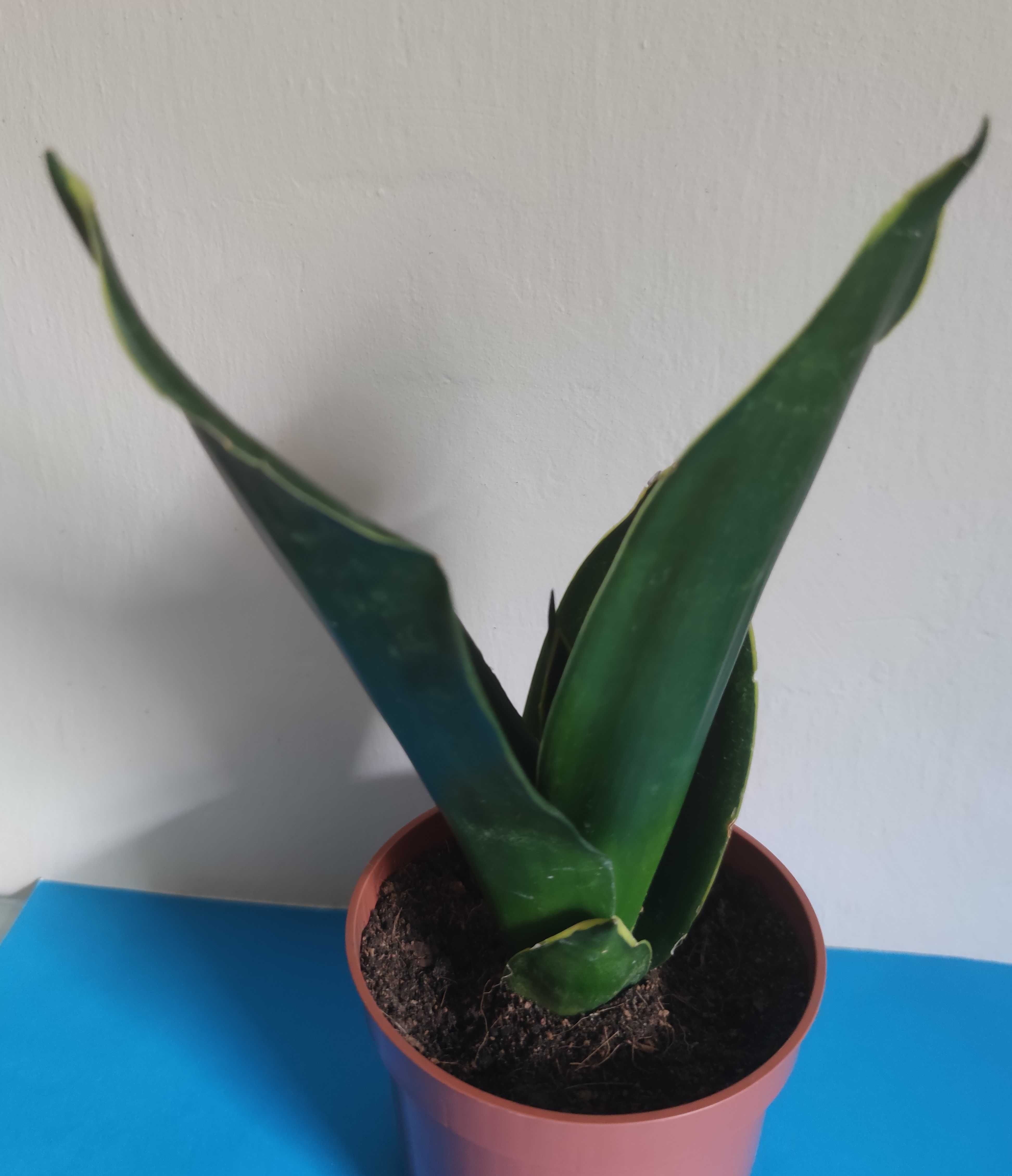 Sansevieria  Black Diamond