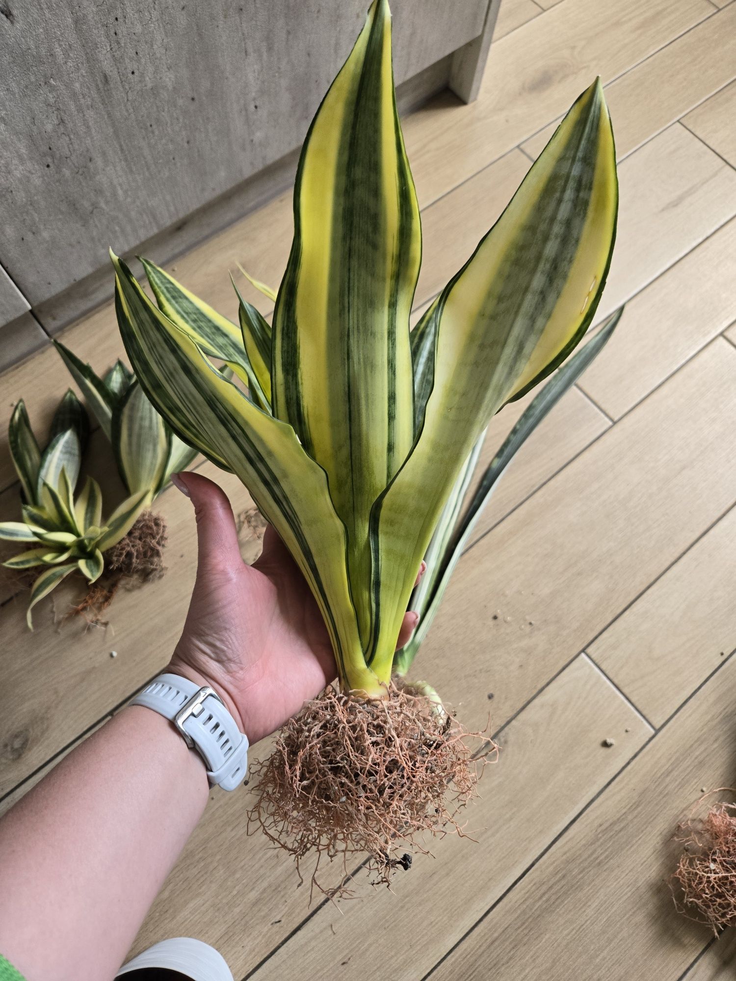 Sansevieria Futura var. Сансевієрія Футуна вар