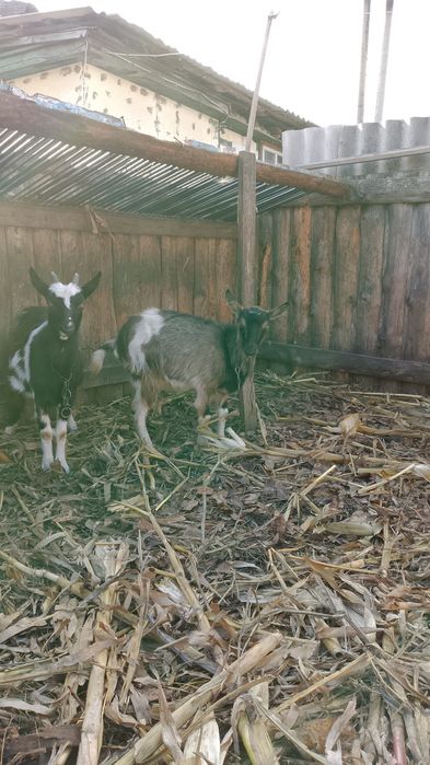Продам молодых коз