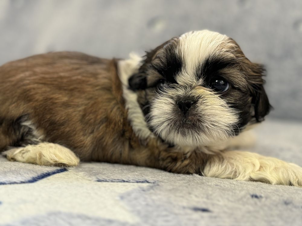 ARIA - Piękna suczka rasy Shih Tzu