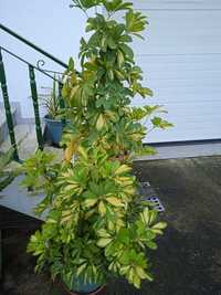 Planta bonita para decoração da sua casa