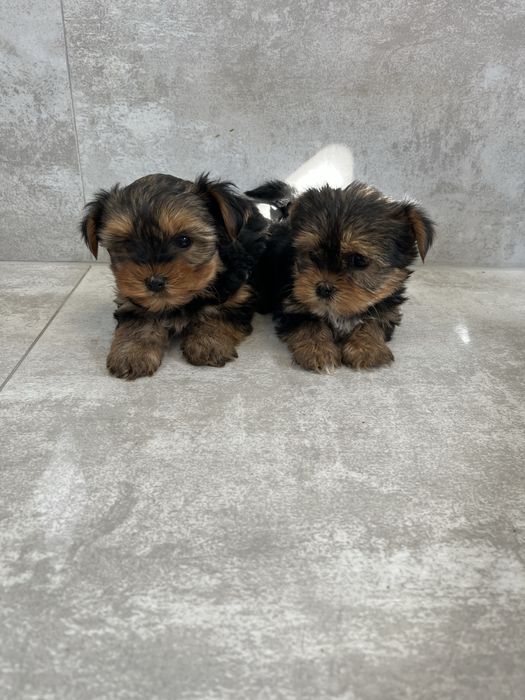 York Terrier z Rodowodem