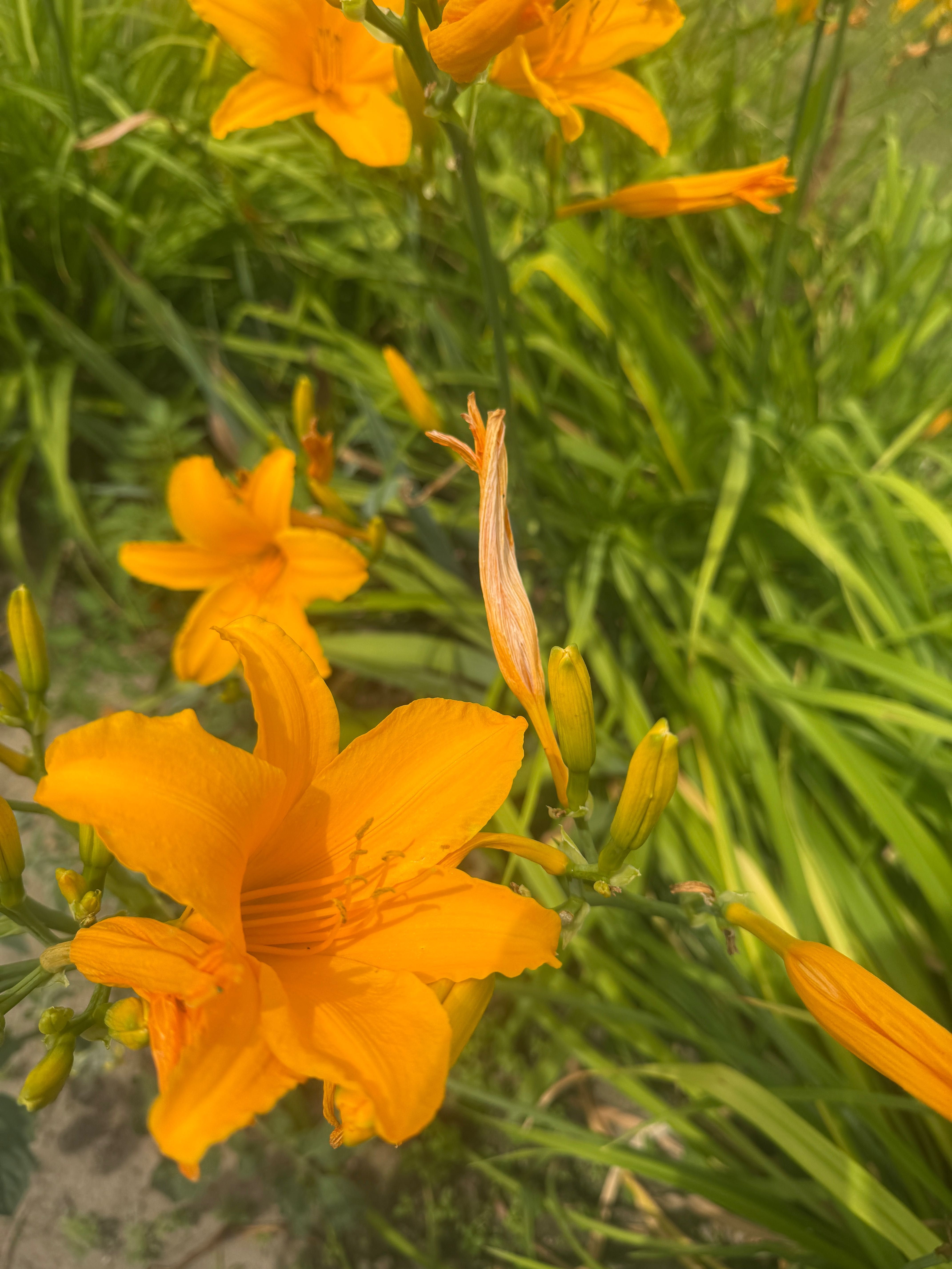 Liliowce wysoka odmiana 35 szt