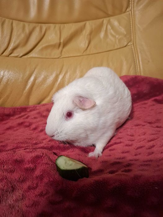 Serdelka około 1 roczna samica świnka morska / kawia domowa