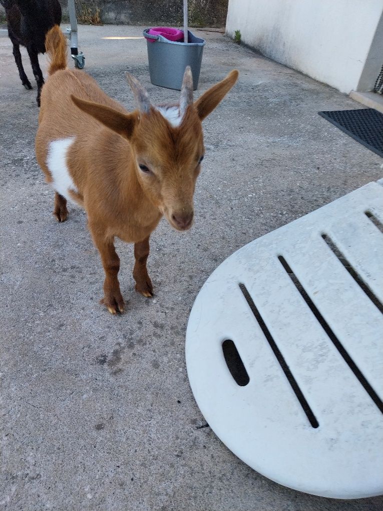 Cabrito anão com 4 meses