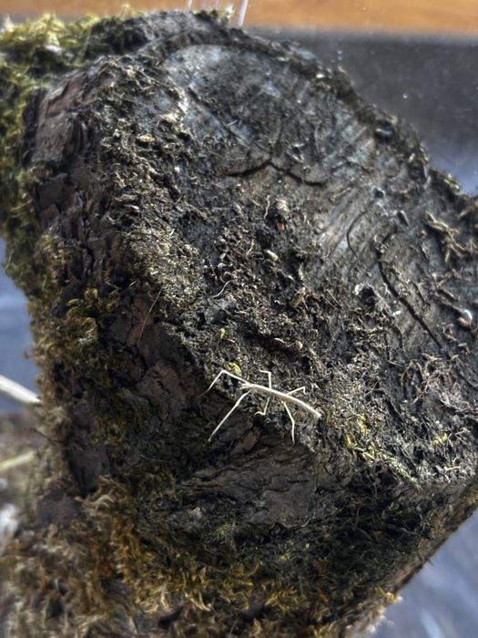 Patyczaki rogate malutkie