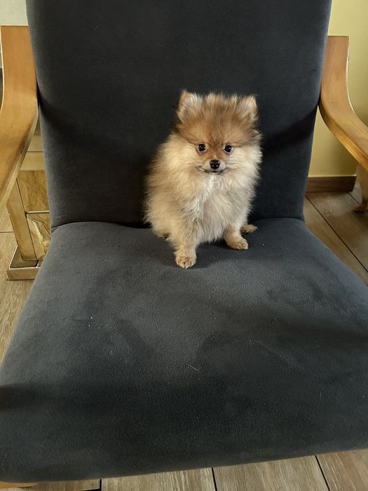 Szpic maly szczenie zkwp fci