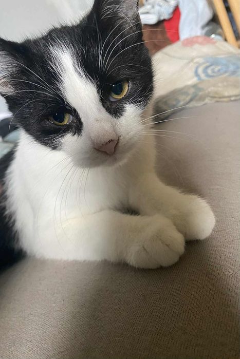 Oddam kotki w dobre ręce.