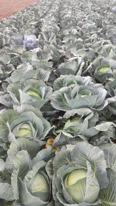 Kapusta biała Agresor.