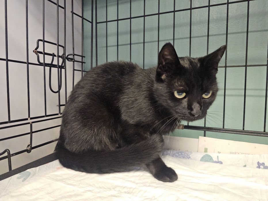 Łagodna, czarna piękność