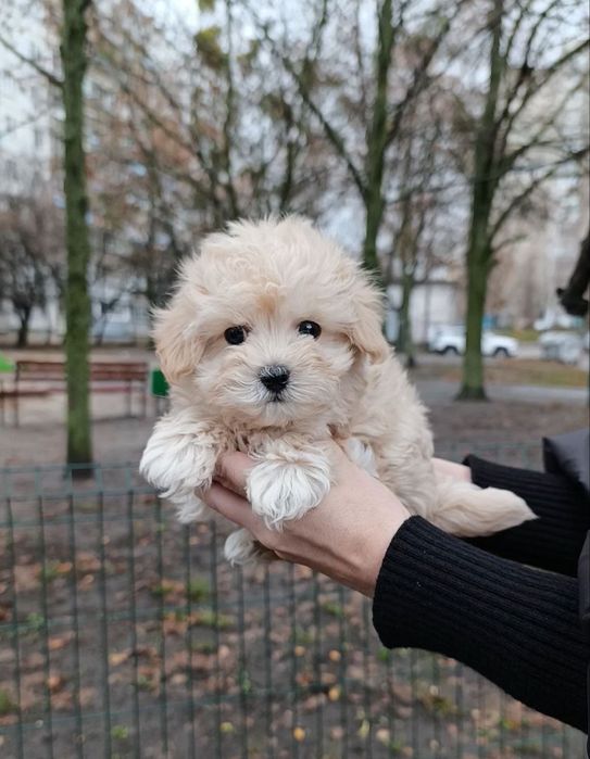 Міні мальтипу F 1, хлопчик