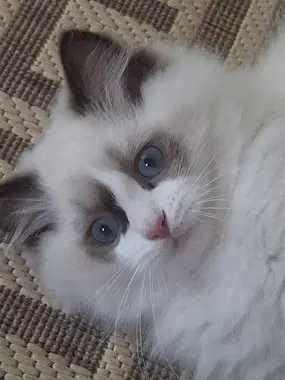 kotka rasy ragdoll