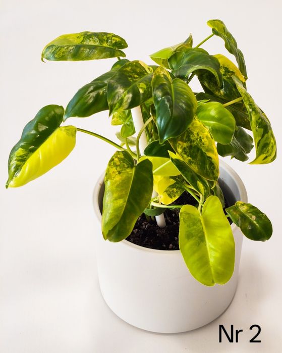 Philodendron Burle Marx Variegata