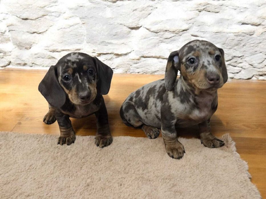 Suczka jamnik miniaturowy krótkowłosy  choco merle