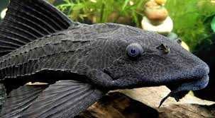 Плекостомус Hypostomus plecostomus