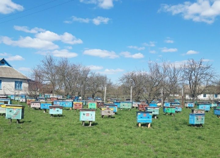 Продам бджолопакети