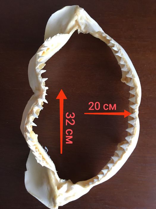 челюсть акулы декор