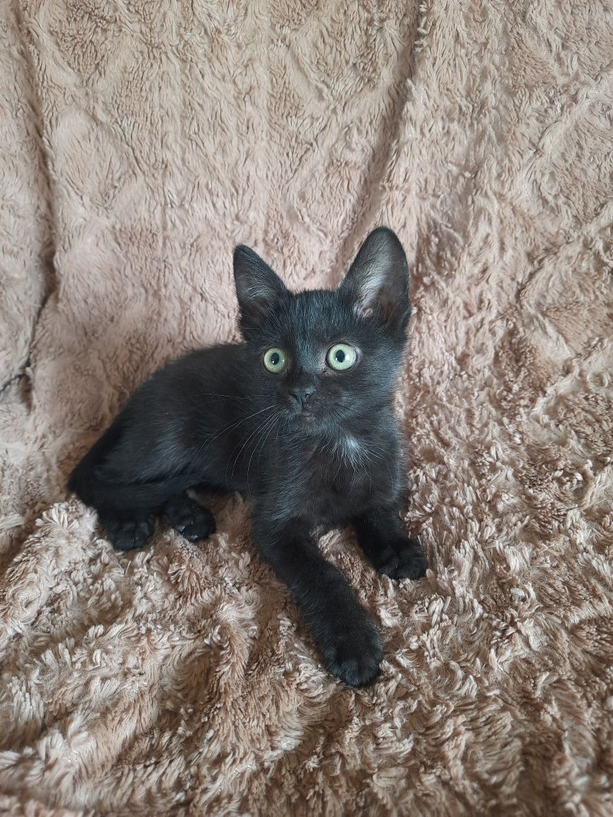 Шукаю родину кошеня дівчинці