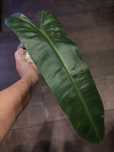 Philodendron atabapoense ukorzeniona pędówka z młodą rośliną