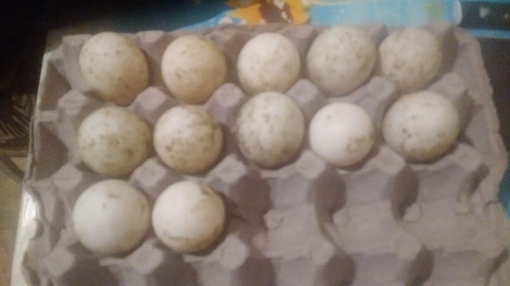 Продаж курей і качок.