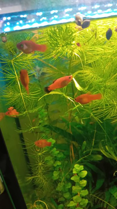 Platka - Zmienniak Plamisty