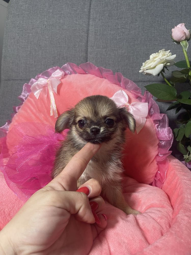 Malutka sunia chihuahua Cornelia