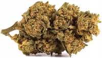 500G Susz konopny CBD Amnesia Haze 0,20% HURT Producent FV