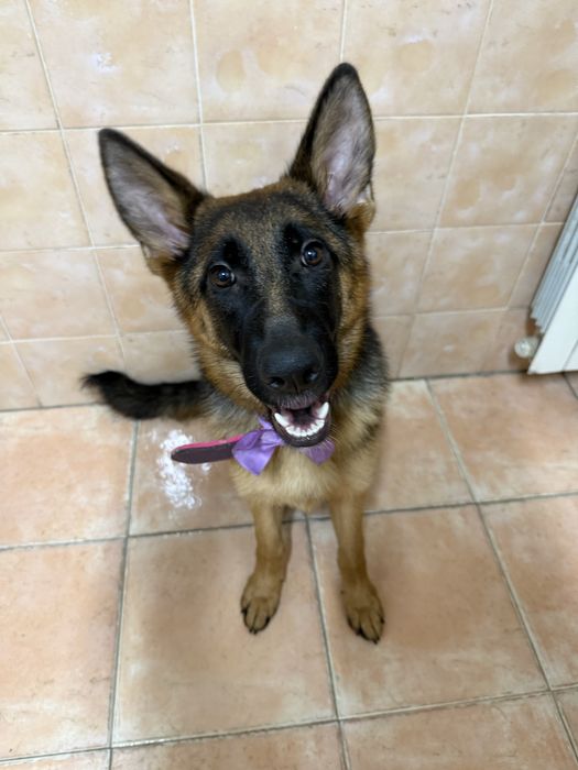 Pastor alemão fêmea 5 meses