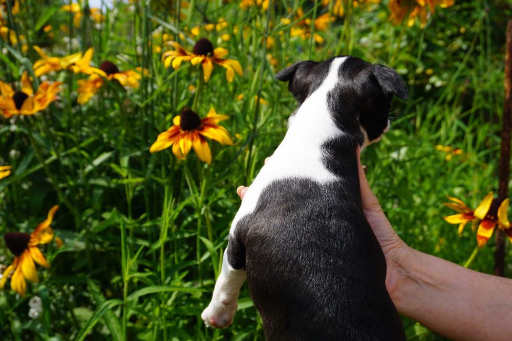 Śliczna sunia boston terrier FCI