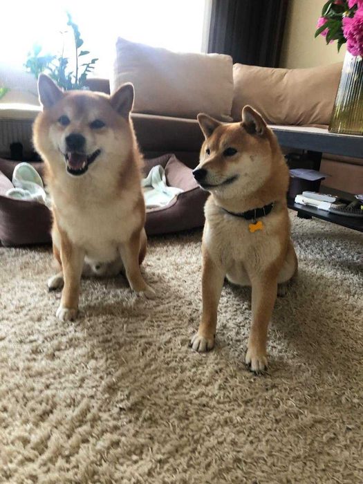 продам цуценят Шиба Ину 3 міс високого класу породи