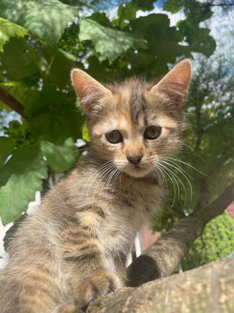 Кошенята в добрі руки