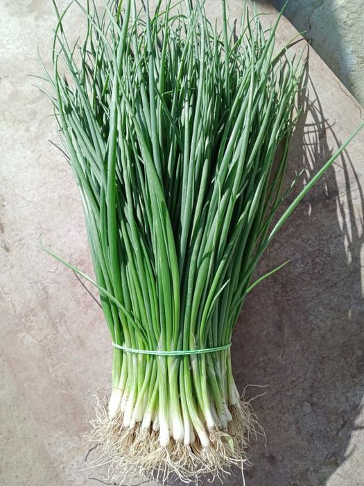 Укроп , Петрушка, шпинат , щавель . Великий асортимент Опт та роздріб