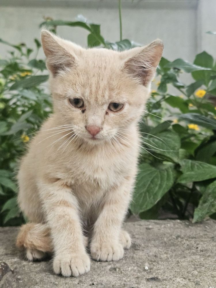 Кошеня в добрі руки