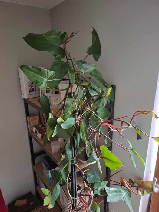 duża ceramiczna doniczka i filodendron red emerald