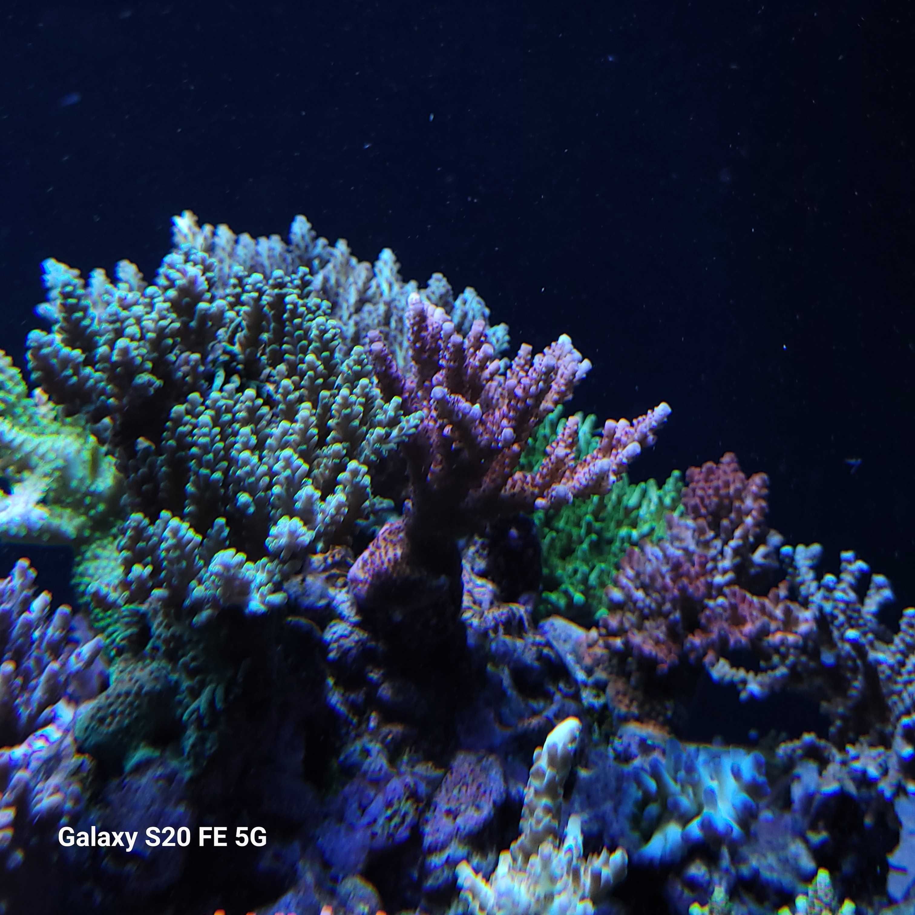 Acropora, szczepki,sps