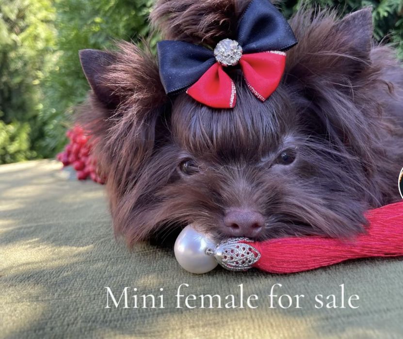 Дівчинка шоколадний Йорк у пошуку родини