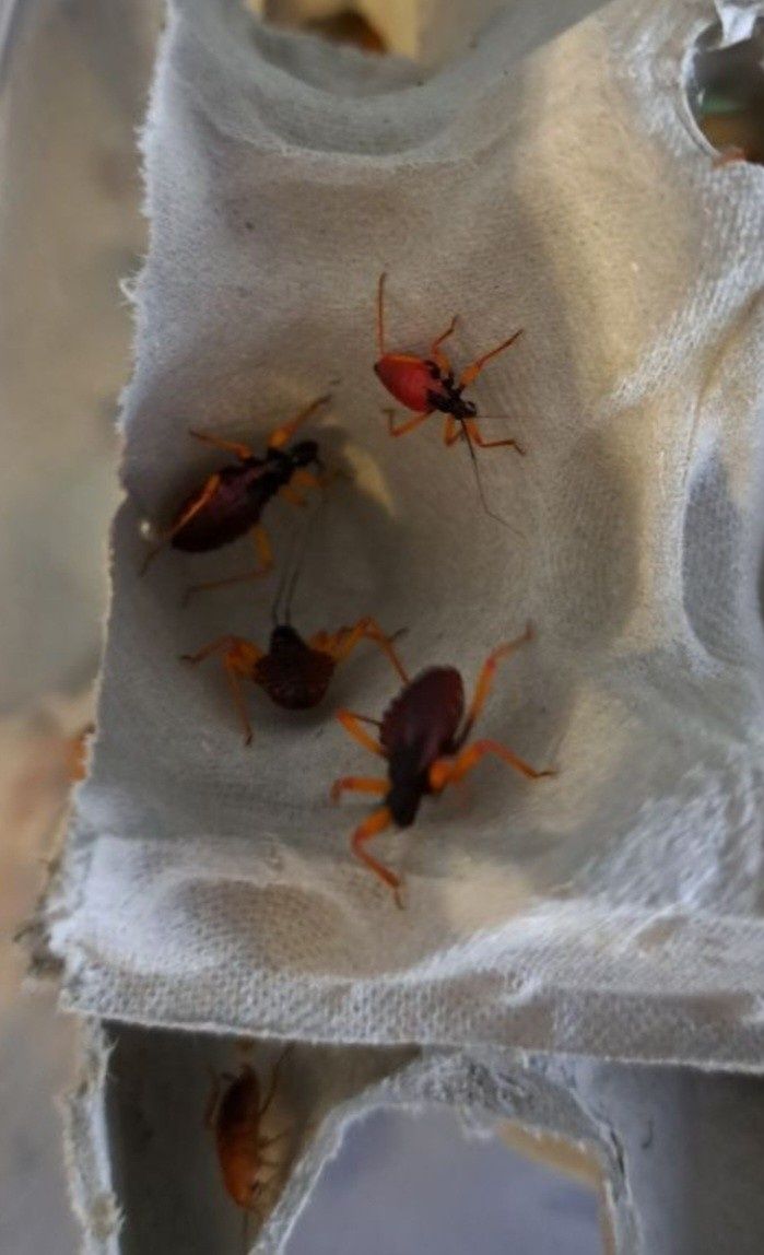 Psytalla Horrida Pluskwiak Olbrzymi Kolczasty