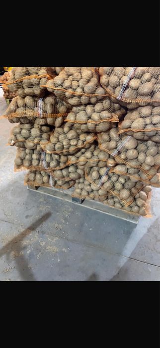 Ziemniaki jadalne Vineta HURT