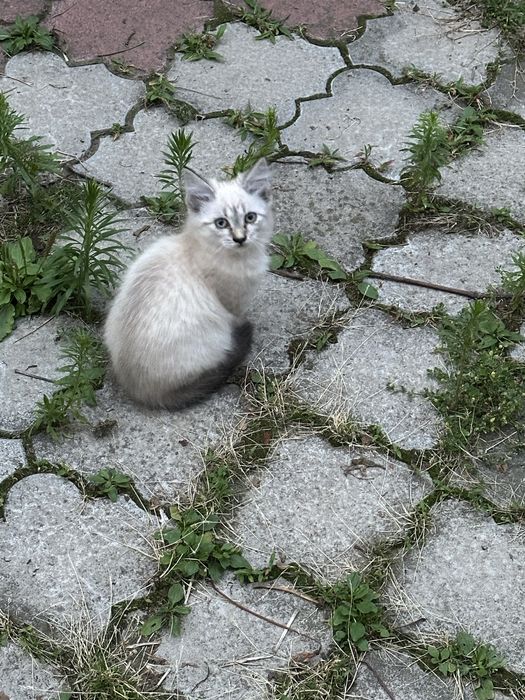 Котики шукають родину