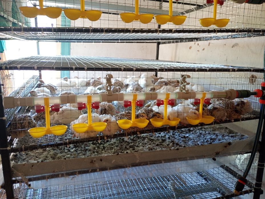 Інкубаційні яйця перепелів породи Техаський,Фенікс та Селадон