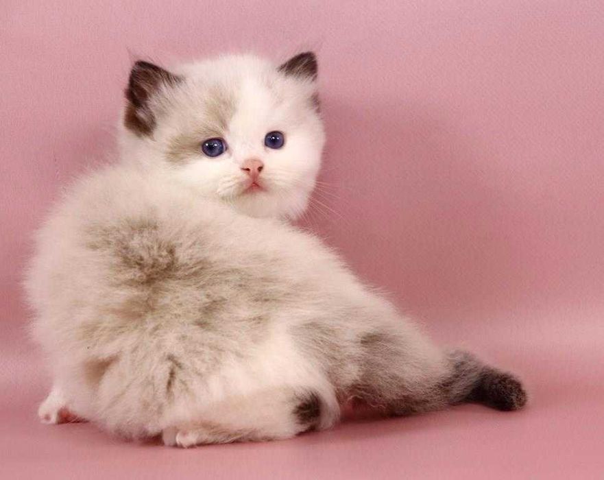 Сіл біколор забарвлення-чудовий і ласкавий котик. Регдолл