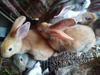 Coelhos pequenos