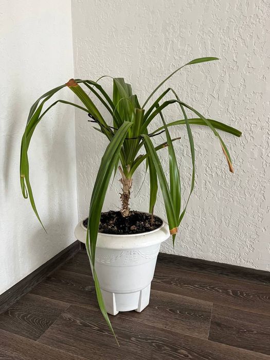 Панданус винтова пальма отдам бесплатно