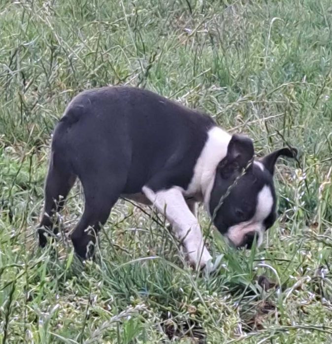 Boston terrier, szczenię, metryka ZKwP - zapowiedź