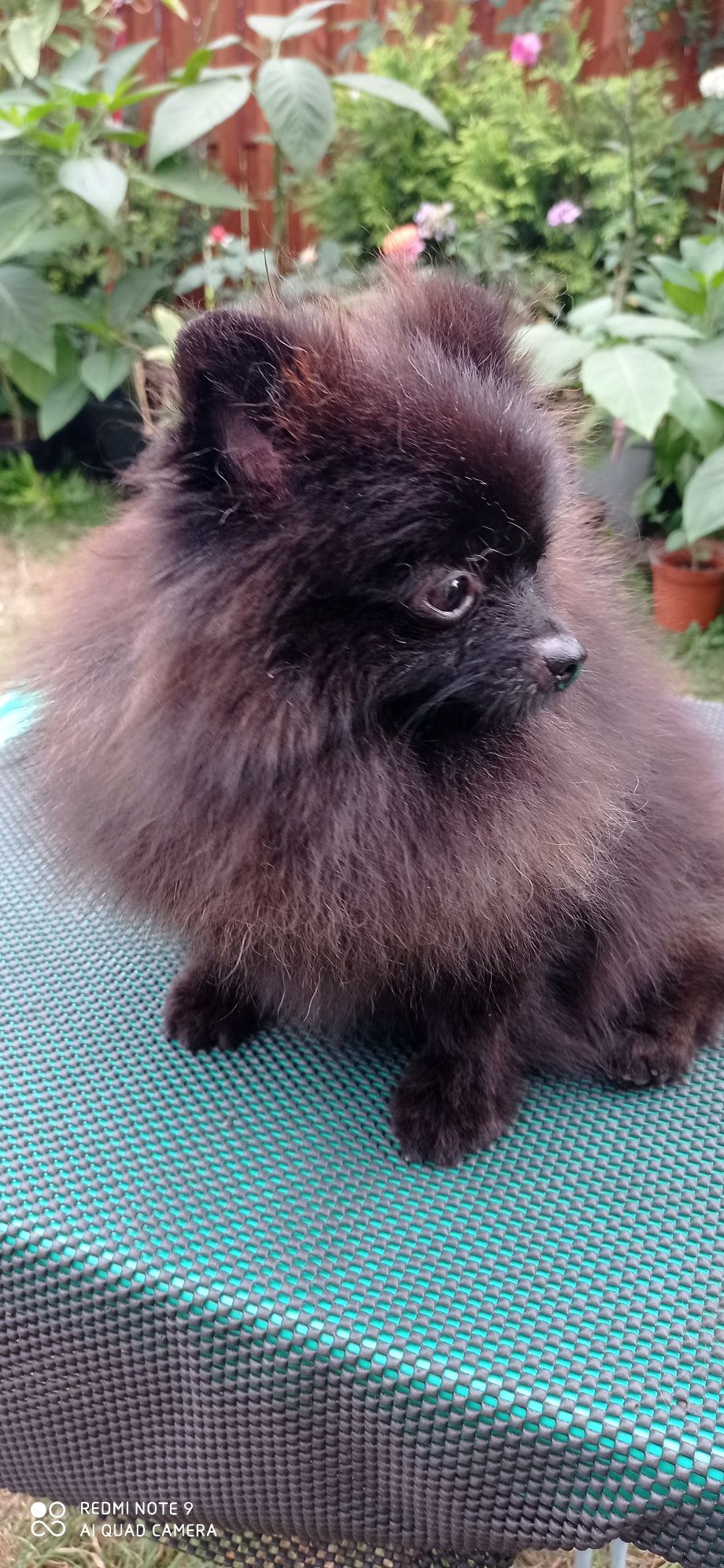 Pomeranian dziewczynka czarna ZKwP FCI